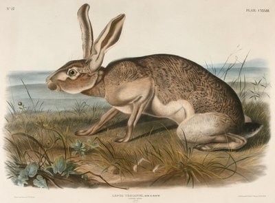 Texian Hare (Lepus Texianus) by John Woodhouse Audubon